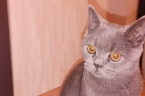 Найдена кошка в Челябинске, ул. Ген. Мартынова
