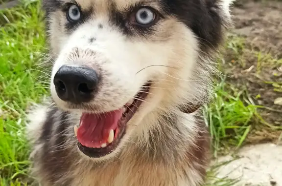 Найдена собака Хаски в Томске