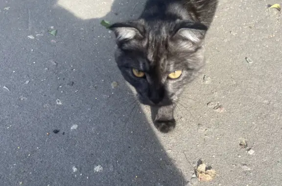 Пропал кот: дымчатый окрас, ул. Шавырина 20, Коломна