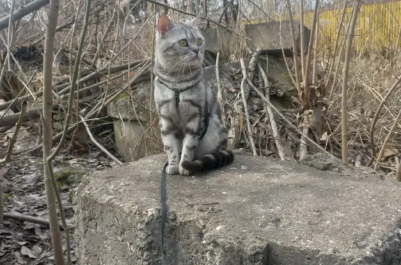 Пропала кошка, ул. Зелинского 10, Великий Новгород