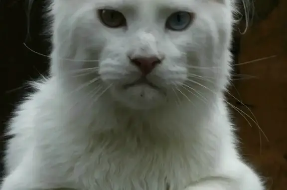 Пропала белая кошка Мейн Кун в Рождествене