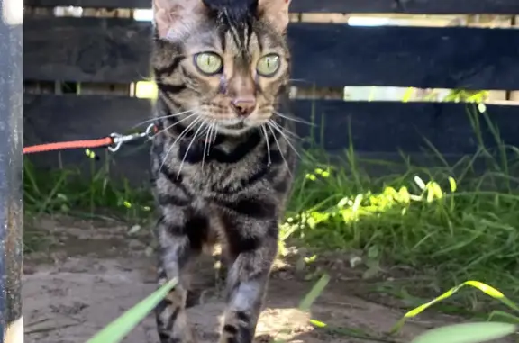 Найдена кошка в пригороде Новгорода, ищем хозяев