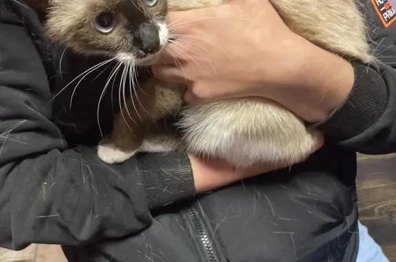 Найдена молодая тайская кошка на ул. КИМ, 57, Пермь