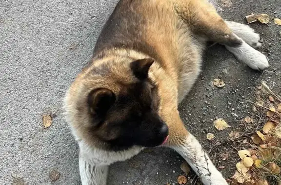 Найдена собака Акита у трассы, Екатеринбург