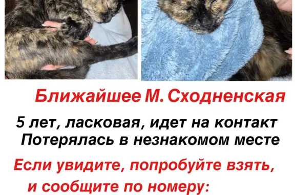 Пропала кошка Ласковая, ул. Свободы, Москва