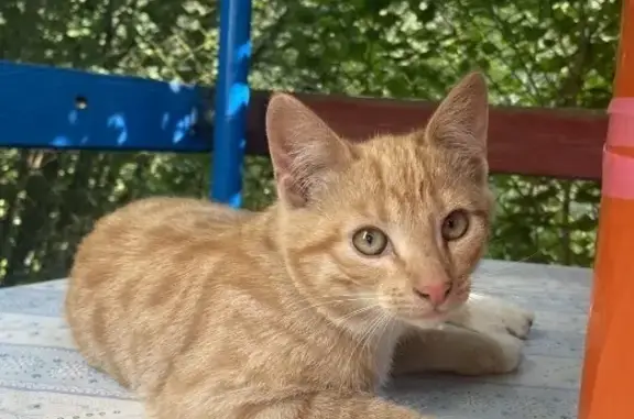 Пропала кошка: Рыжий кот-подросток, пр. Будённого 23 к3, СПб