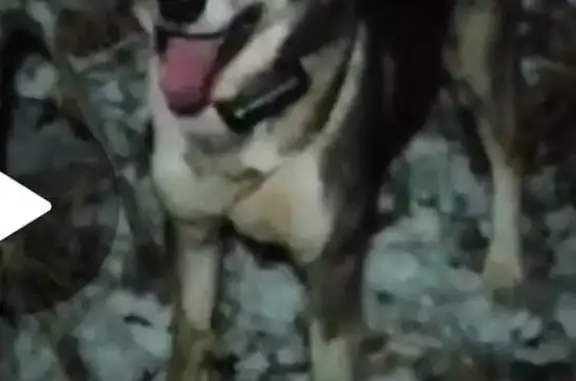 Пропала собака: Западно-сибирская лайка, Жилево