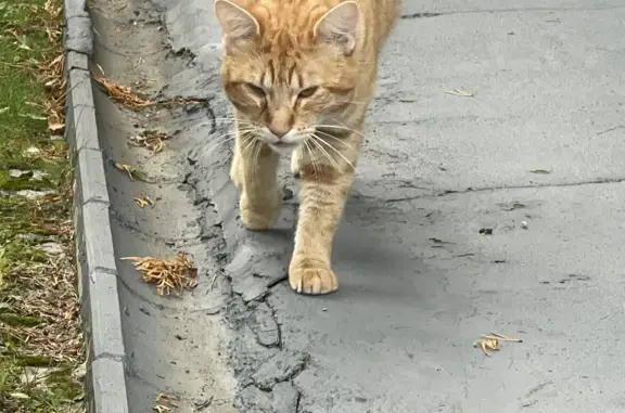 Найдена кошка в Куйвозовском сельском поселении