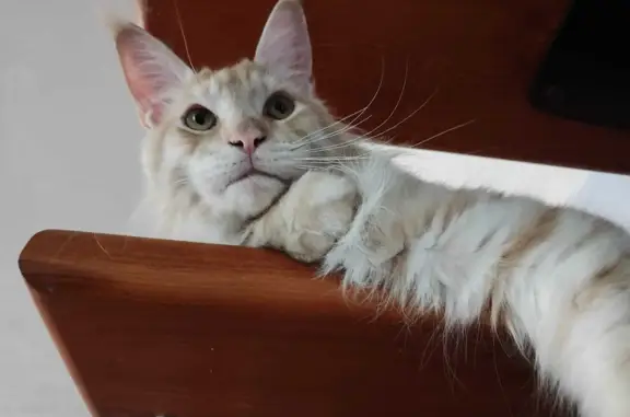 Кошки потеряшки, Ивановка, фото: Потеряшка кот Филя в районе Ивановка