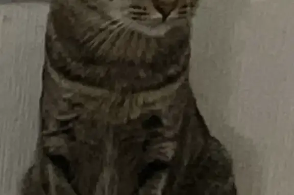 Потерянные животные Казань, фото: Пропала кошка Мальчик, ул. Симонова, 15, Казань