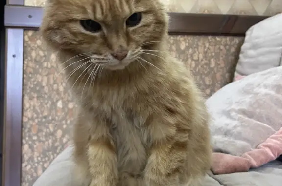 Пропала рыжая кошка без хвоста в Уфе, Башкортостан