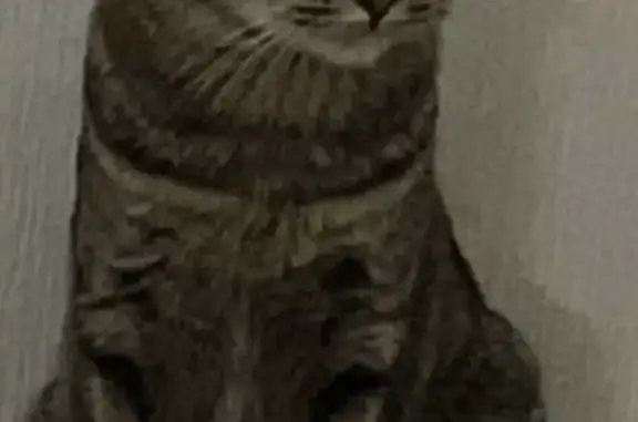 Потерянные животные Казань, фото: Пропал кот, 1,5 года, трехцветный, Казань, ул. Симонова 15