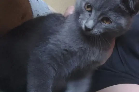 Найдена кошка на Электронной улице, 6, Саратов