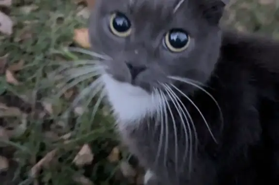 Найдена кошка с белыми лапками в Московской области