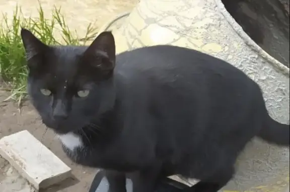 Кошки потеряшки, Санкт-Петербург, фото: Потеряшка кот Лаки на Шоссейной ул., Хапо-Ое