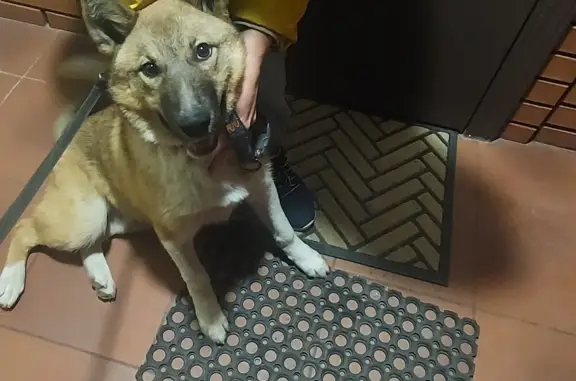 Найденные животные Магнитогорск, фото: Собака Мальчик найдена в Магнитогорске