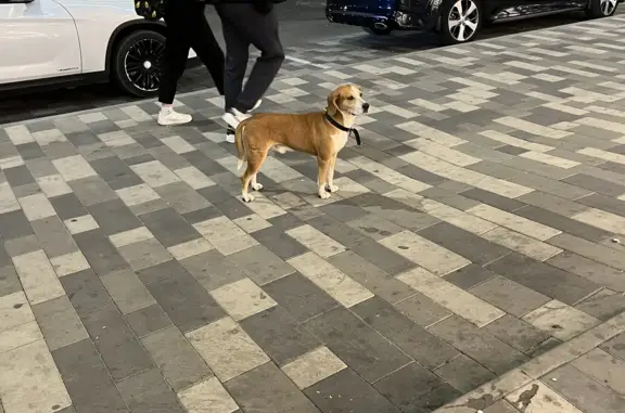 Собака Вроде Бигль найдена на Ворошиловском проспекте, 42