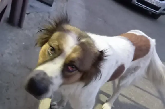 Найдена собака в Ставрополе, ул. Металист, 35