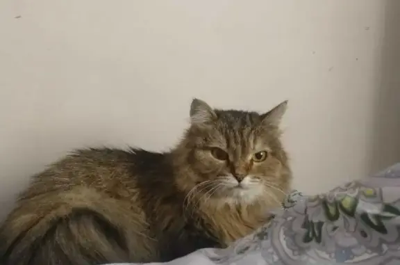 Пропала пушистая серая кошка на Берегу реки Бия