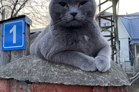 Пропала кошка: крупный дымчатый британец, Московская область