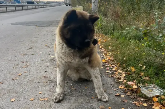 Найдена собака в районе Кольцово, Екатеринбург