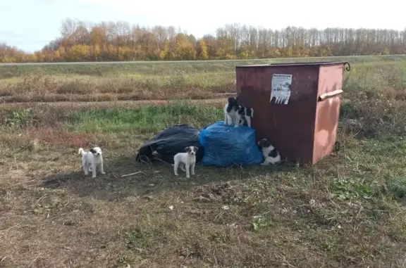 Пропала собака в Зеленодольском районе, Нурлаты