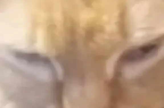 Кошки потеряшки, Санкт-Петербург, фото: Потеряшка кошка Котик, Береговая ул., Санкт-Петербург