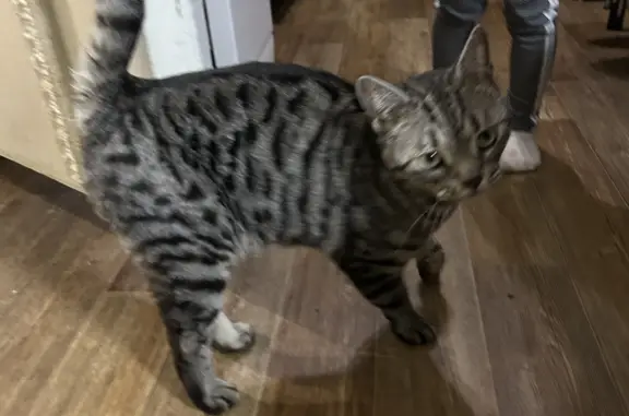 Найдена кошка породы бенгальский на Баррикадной улице, Екатеринбург