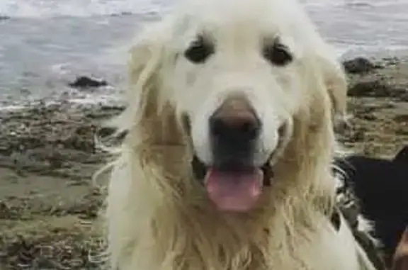 Пропала собака Золотистый ретривер, 9 лет. Владивосток, Приморский край