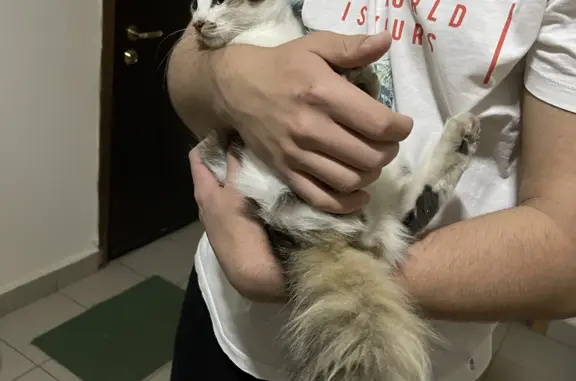 Найдена кошка: ул. Егора Абакумова, 12, Москва