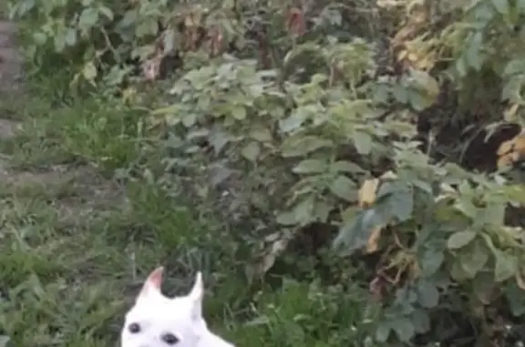 Собаки потеряшки, Афимьино, фото: Потеряшка собака Кабель, окрас белый, ул. Мира, Афимьино