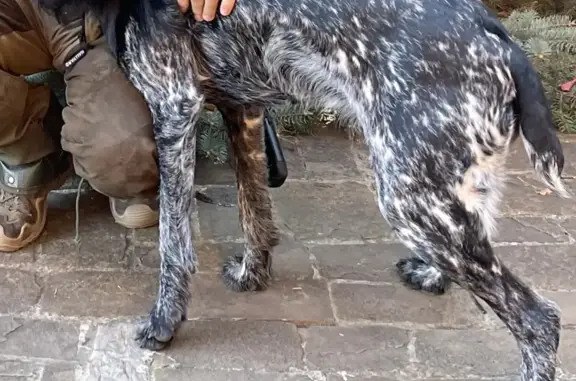 Пропала собака породы Дратхаар возле Университета КФУ