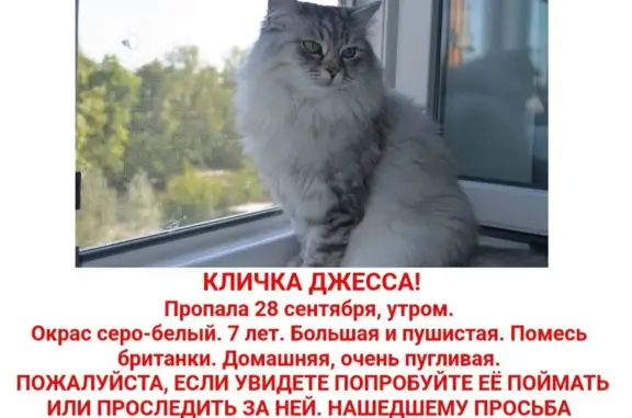 Пропала кошка Джесса, ул. Тарханово, 38, Йошкар-Ола