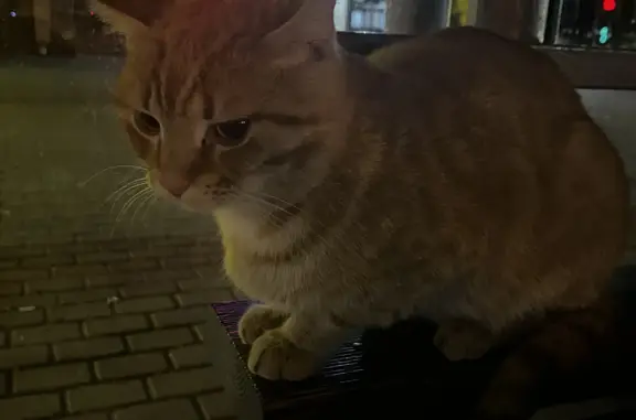 Найден рыжий кот на ул. Ворошилова, Серпухов