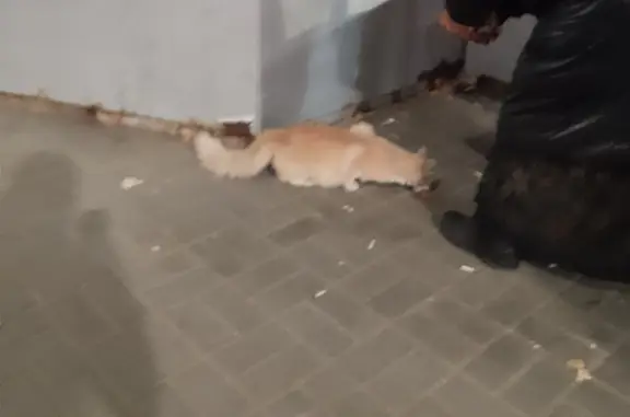 Потерянная кошка на ул. Гастелло, г. Тамбов