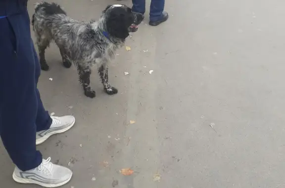 Найдена собака: Бийск, ул. Мира, 2