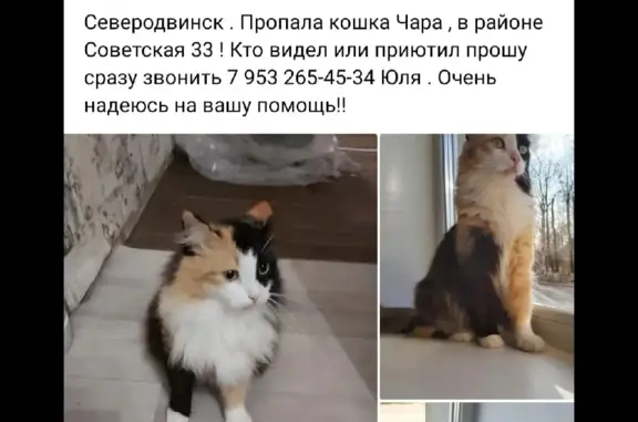 Пропала кошка Чара, Советская ул., 33, Северодвинск