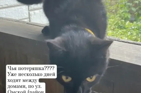 Найдена чёрненькая кошка с ошейником на Омской ул., 99