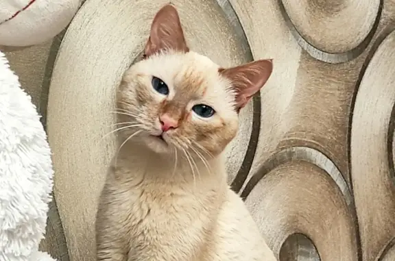 Пропала белая кошка с рыжим хвостиком, ул. Халтурина, 7, Иркутск