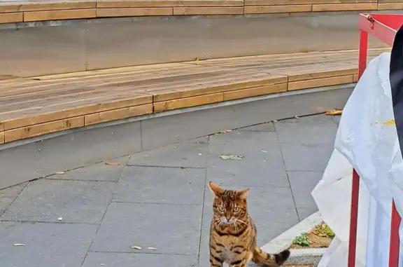 Найдена кошка на Набережной Федоровского, нужен дом