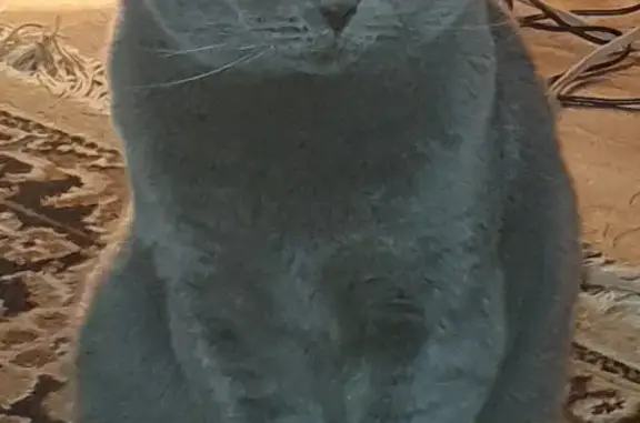 Пропал вислоухий кот в районе Газовик, Республика Саха