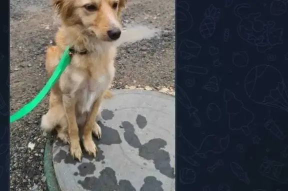 Найдена собака на Вашутинском шоссе, Химки