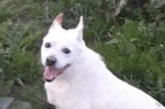 Пропала белая собака Мальчик в Афимьино, ул. Мира