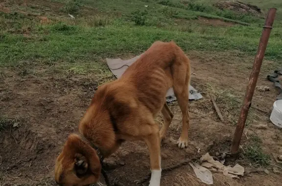 Найдена собака в с. Покровское, Московская область
