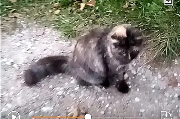 Пропала кошка в Палкинской волости, Псковская область