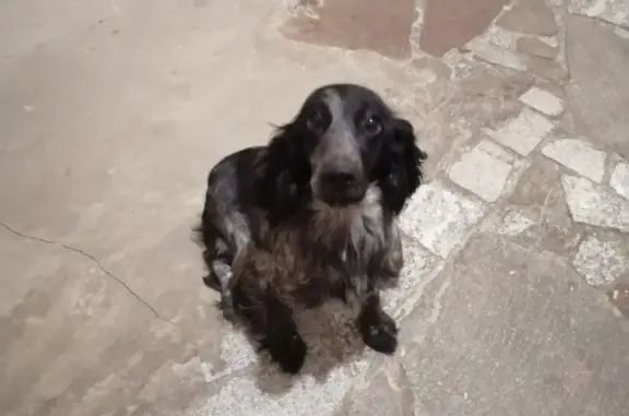 Найдена собака в Брянске