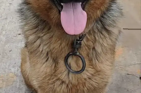 Пропала собака Рэм в Чите, Забайкальском крае
