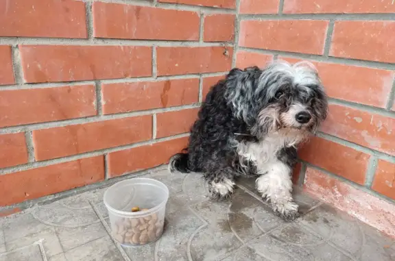 Собака найдена на 3п Байкальская ул., 18к1, Москва