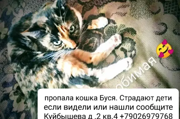 Пропала кошка Буся, ул. Куйбышева 2, Новомосковск