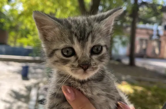 Найдены кошки Ростов-на-Дону, ищут дом